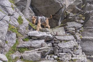 Bergdale Hochtouren 2018 - seilversicherter Steig im Absturzgelände