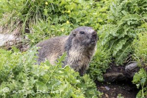 Bergdale Hochtouren 2018 - putzige Wildtiere