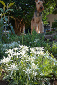 Bergdale Edelweiss