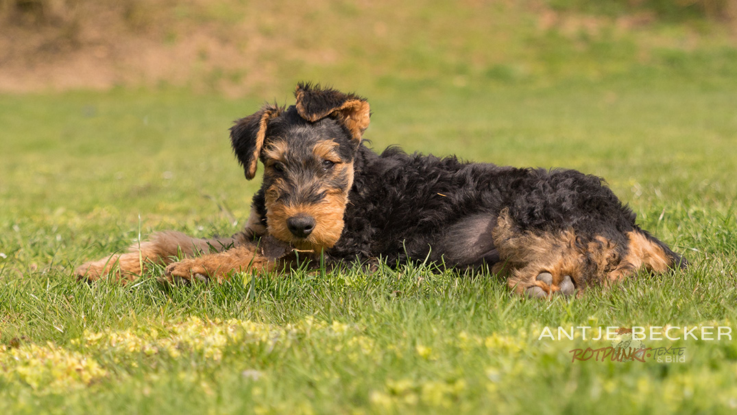 Bergdale - der Alpinhundblog