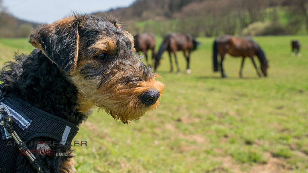 Bergdale - der Alpinhundblog