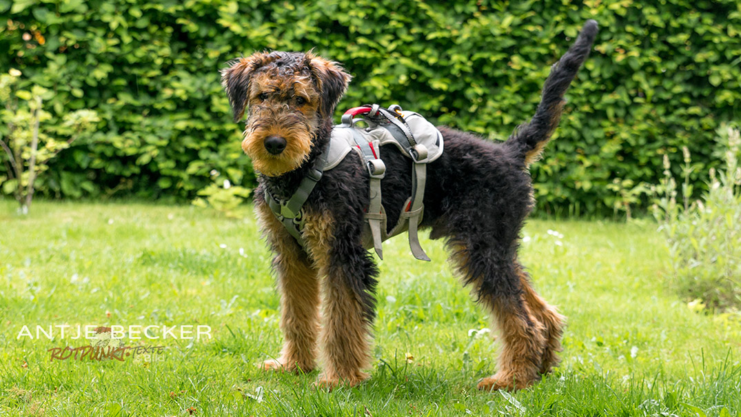 Vom Welpen zum Alpinhund – die ersten Schritte