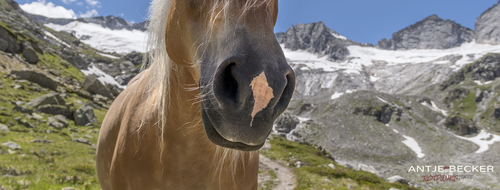 Haflinger im Hochgebirge